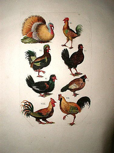French Rooster Engraving hand Colored 19th Century